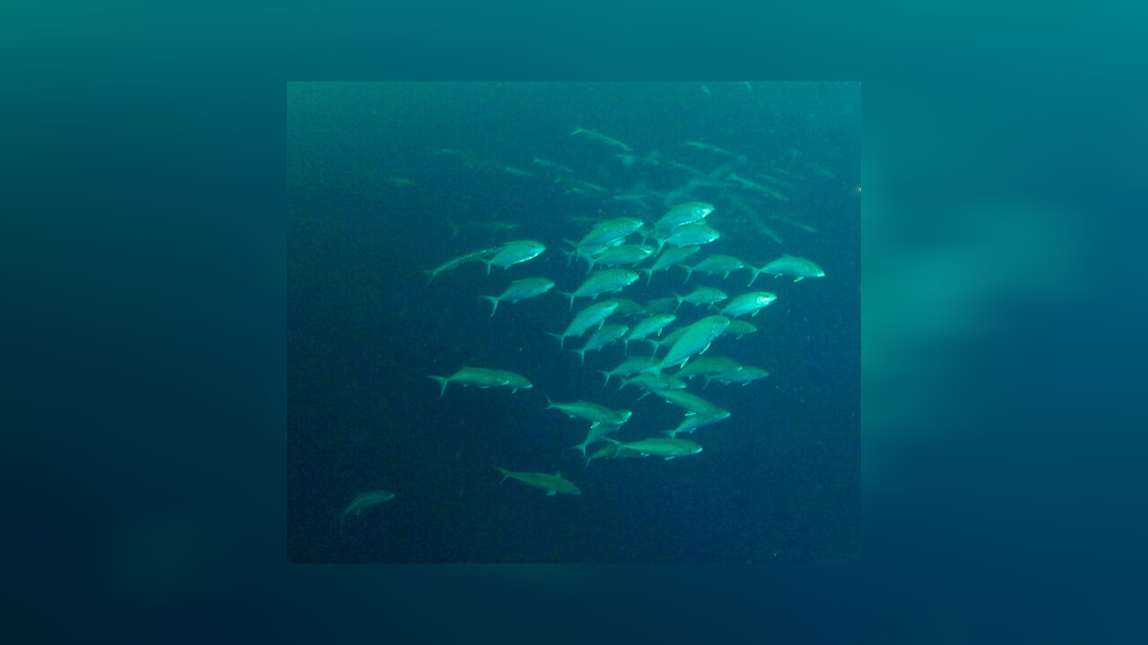 Seriola dumerili BernsteinStachelmakrele, Große Bernsteinmakrele