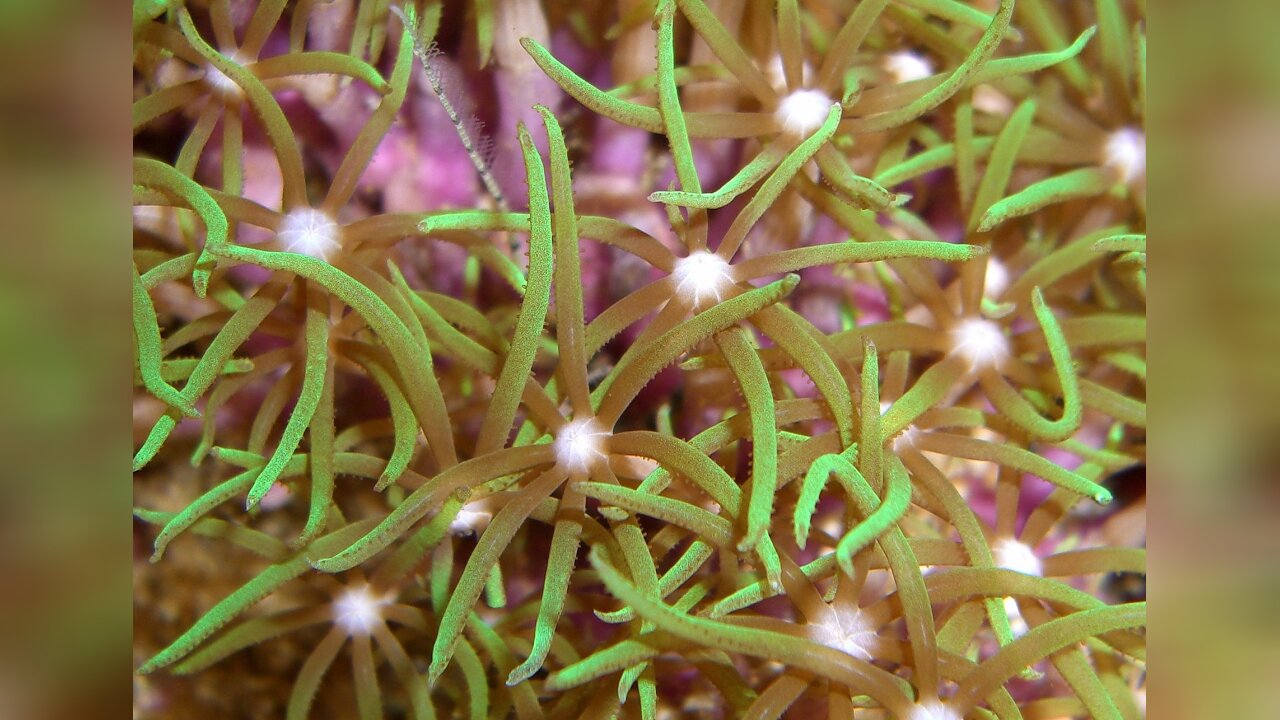 Briareum violaceum Grüne Röhrenkoralle