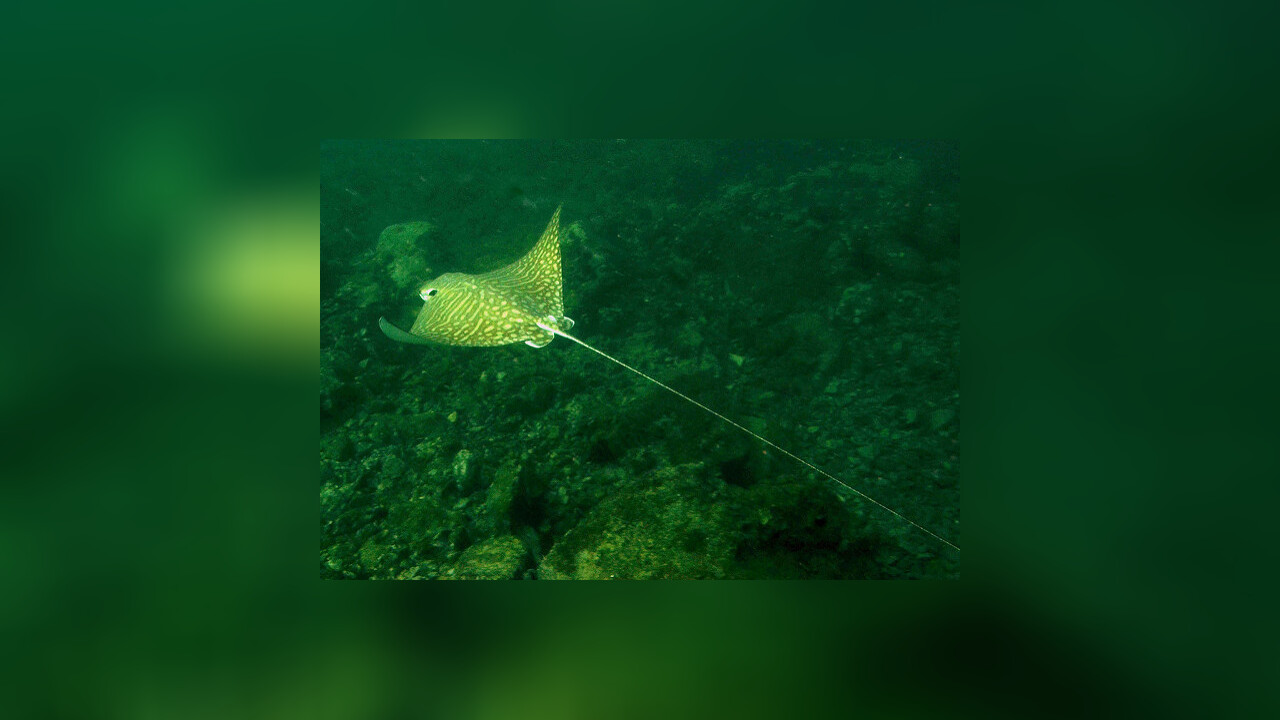 Aetomylaeus maculatus Rochen