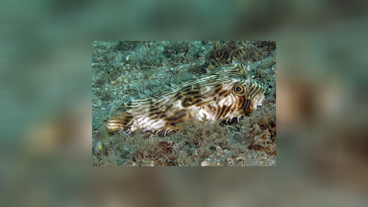 Chilomycterus schoepfii Igelfisch
