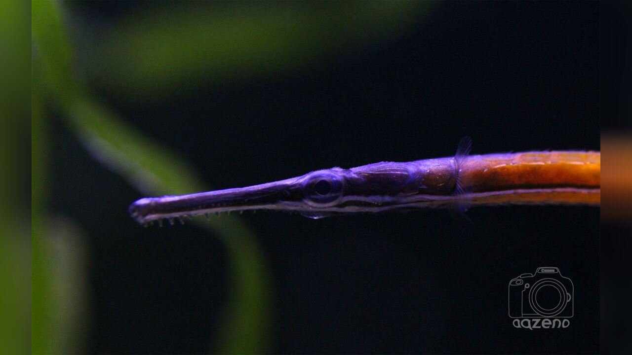 Doryrhamphus janssi Cleaner Pipefish, Janss Pipefish, Janss's Pipefish