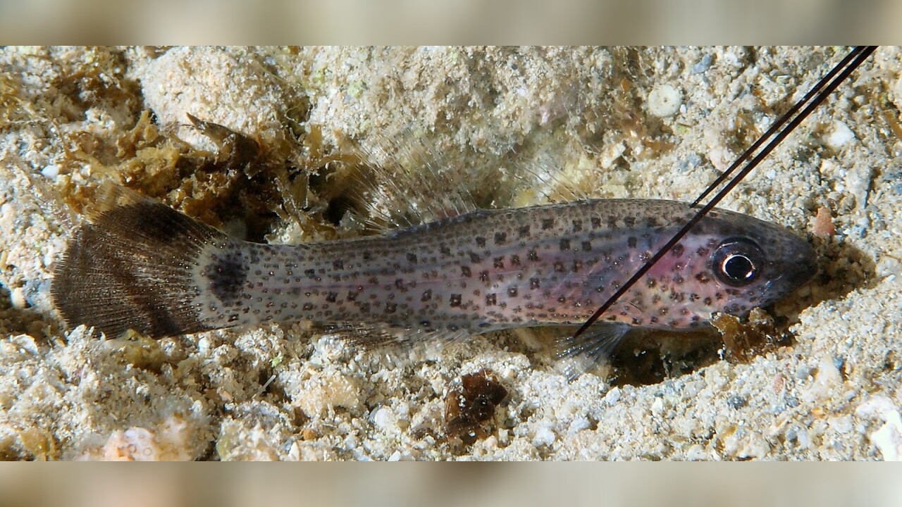 Pseudamia gelatinosa Gelatinous cardinalfish