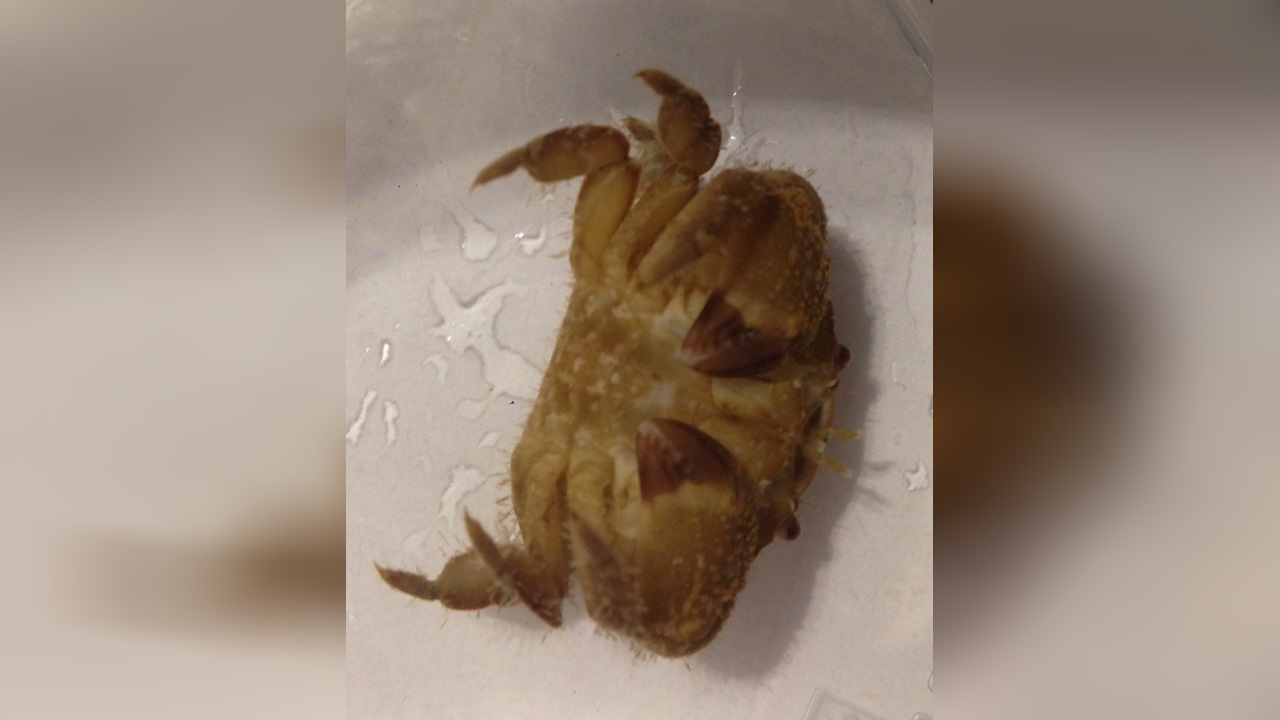 Platypodia granulosa Platypodia granulosa