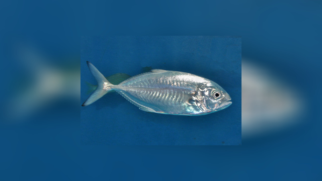 Caranx crysos Blue runner, Bluestripe Jack, Black Jack, Horse Mackerel