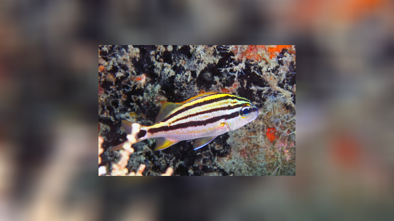 Haemulon macrostomum Grunzer