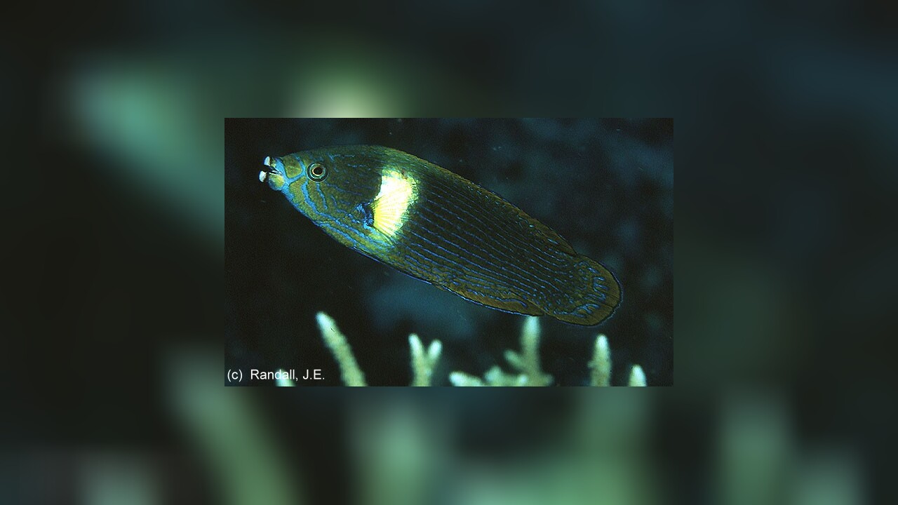 Labrichthys unilineatus Lippfisch