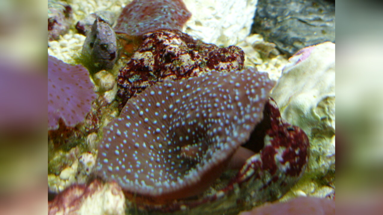 Discosoma sp. 25 Scheibenanemone