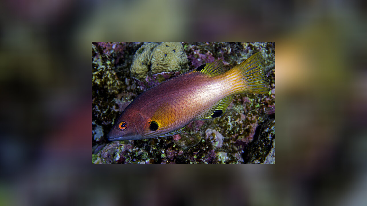 Bodianus axillaris Axil hogfish, Axilspot hogfish, Coral hogfish, Panda