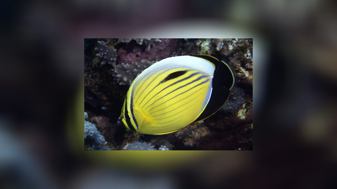 Chaetodon austriacus Blacktail butterflyfish