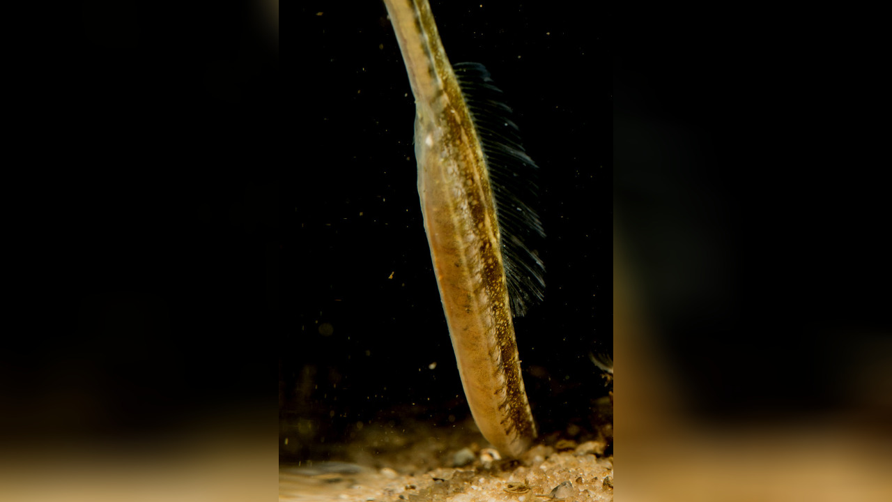 Syngnathus rostellatus Nilsson's pipefish