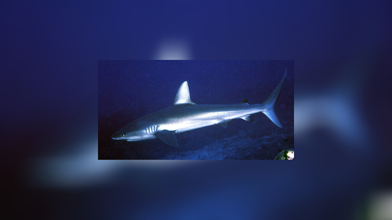 Carcharhinus galapagensis Galapagos shark, Mackerel shark