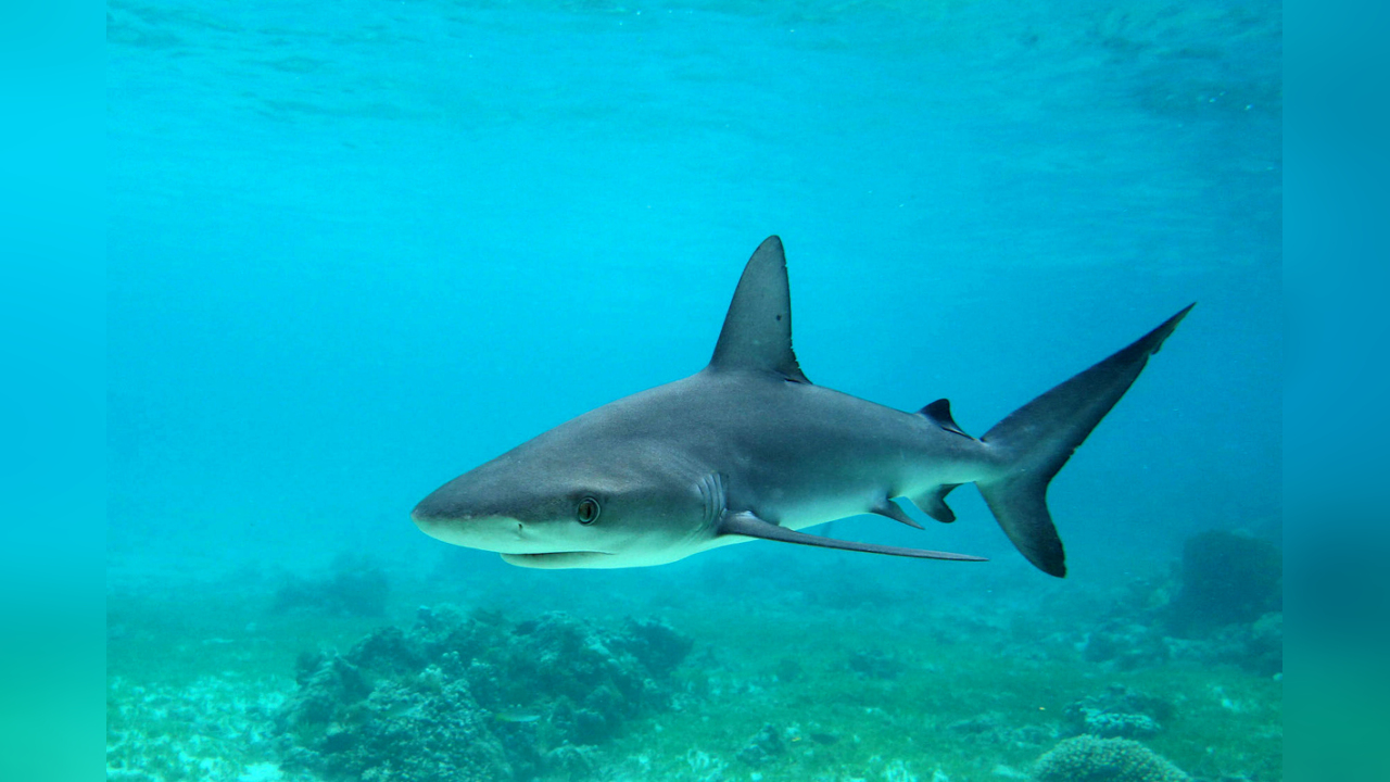 Carcharhinus galapagensis Galapagos shark, Mackerel shark