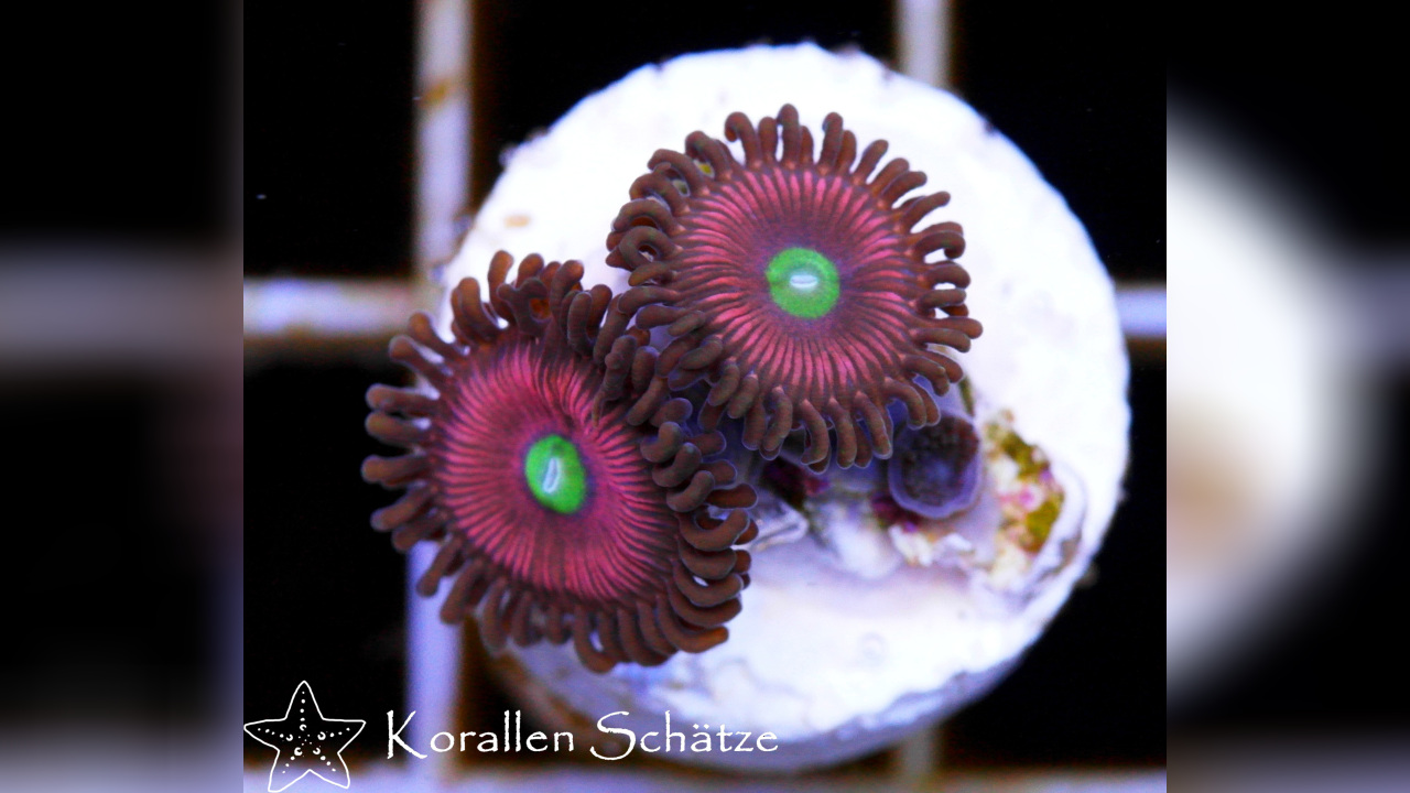 Zoanthussp. "Cats Eyes" Cats Eyes Zoa