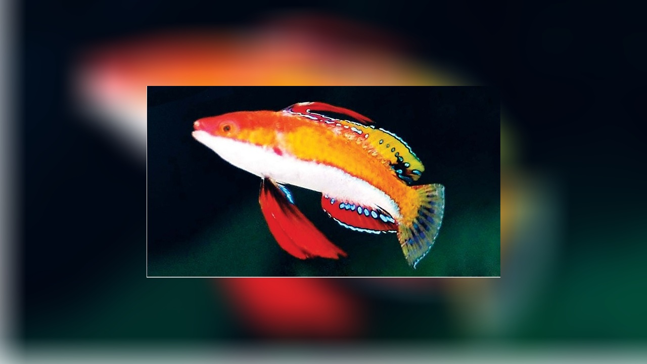 Cirrhilabrus rubeus Ruby Longfin Fairy Wrasse