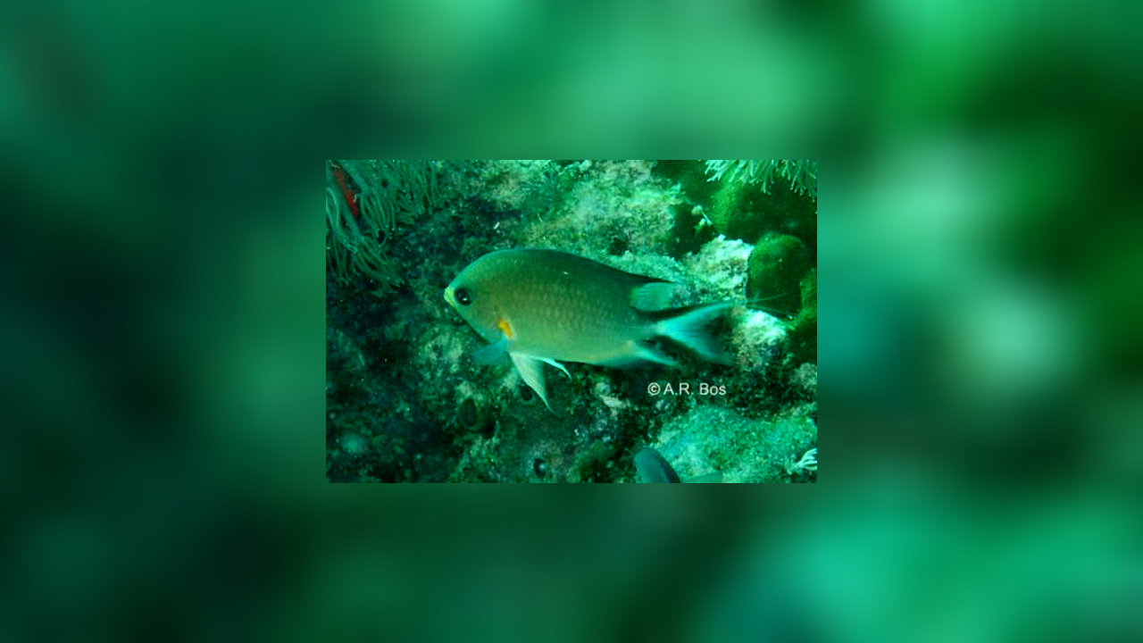 Chromis amboinensis Schwalbenschwänzchen
