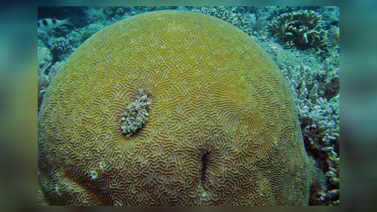 Platygyra lamellina Hirnkoralle