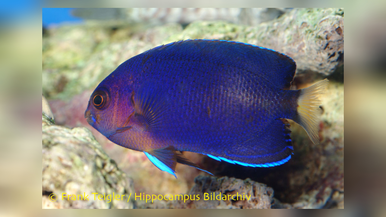 Centropyge fisheri Hawaii-Zwergkaiserfisch