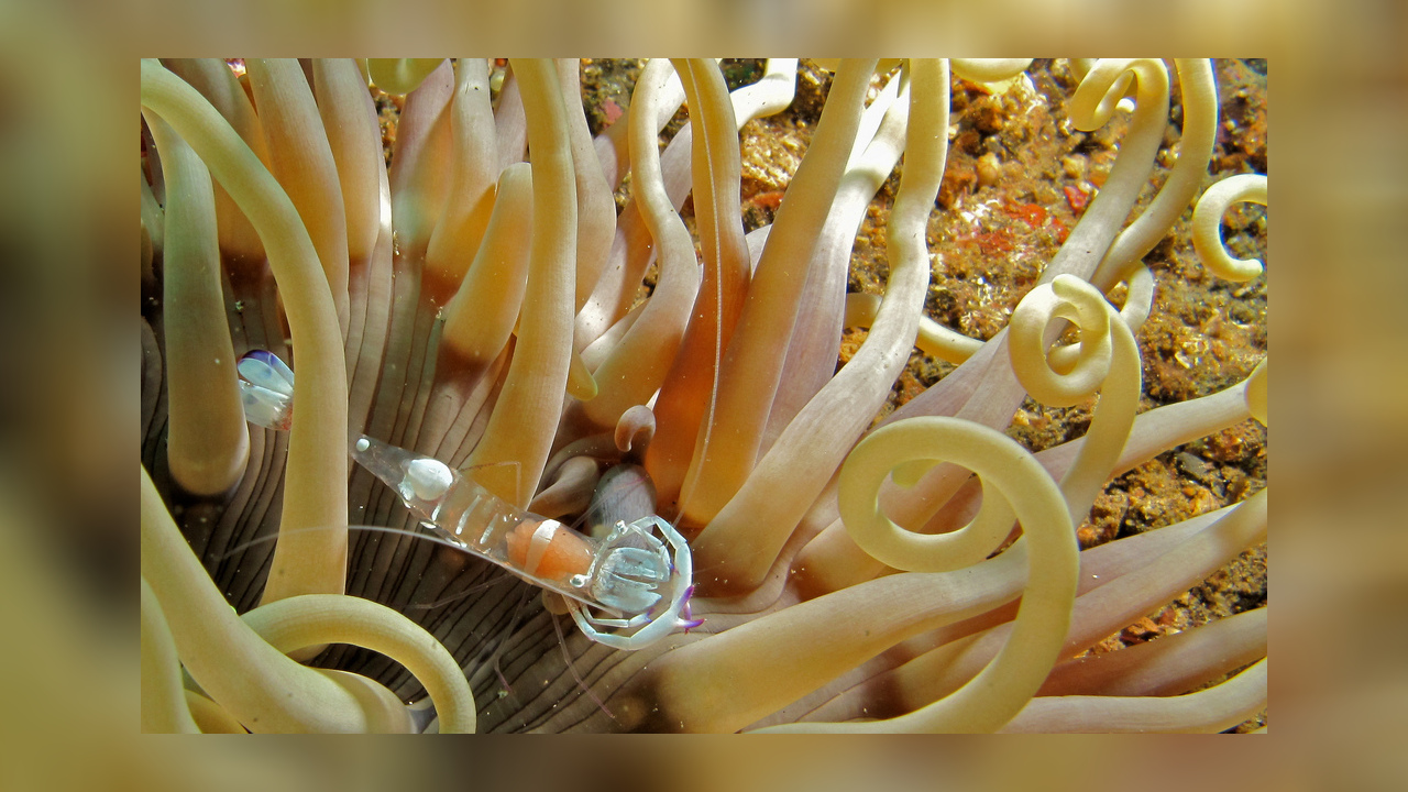 Ancylomenes magnificus PrachtPartnergarnele