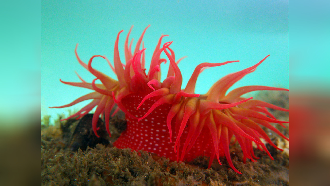 Urticina lofotensis whitespotted rose anemone, strawberry anemone