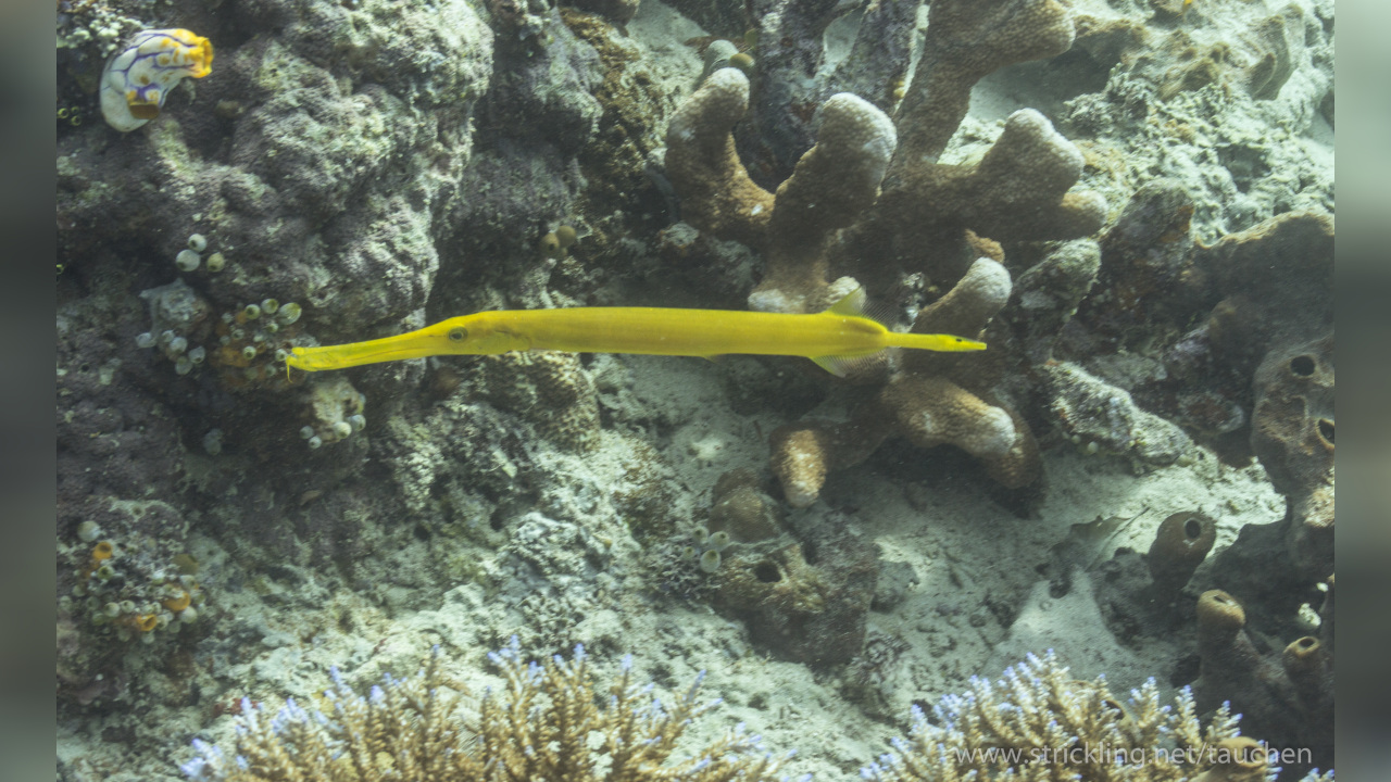 Aulostomus chinensis Chinese Trumpetfish, Spinyback Trumpetfish