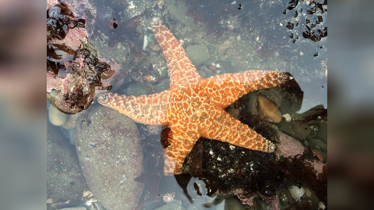 Pisaster ochraceus Sonnenblumenseestern