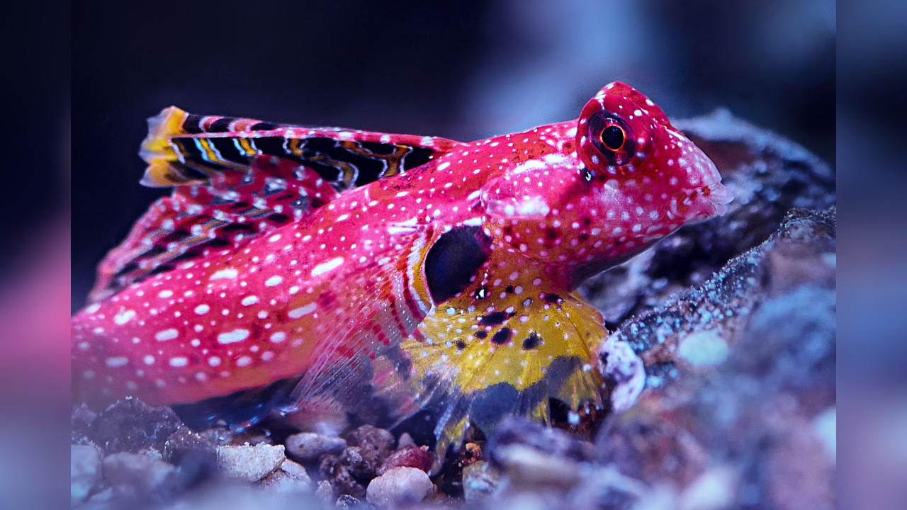 Synchiropus sycorax Leierfisch