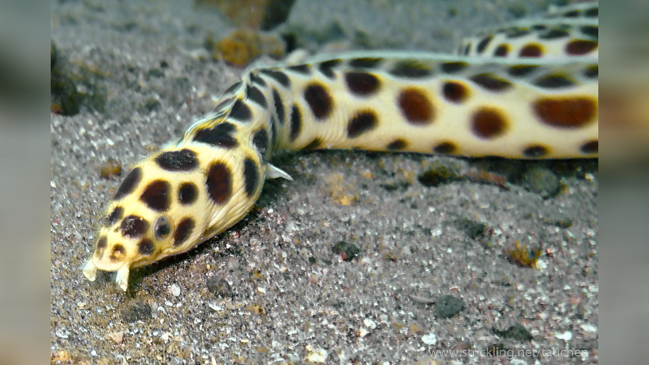 Myrichthys maculosus Flecken-Schlangenaal