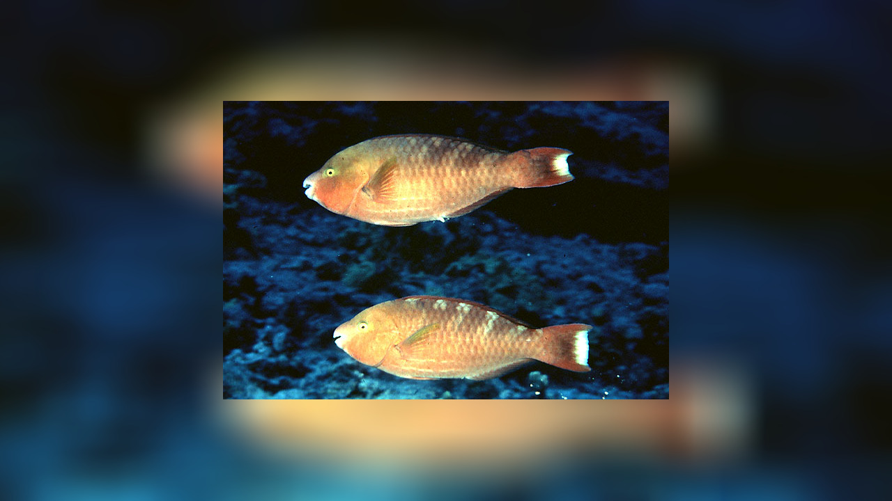 Scarus dubius Papageifisch