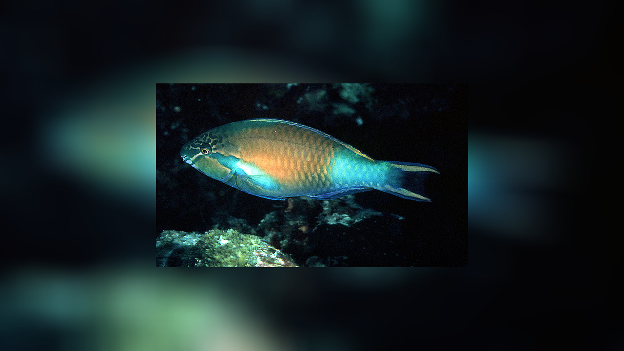 Scarus hypselopterus Papageifisch