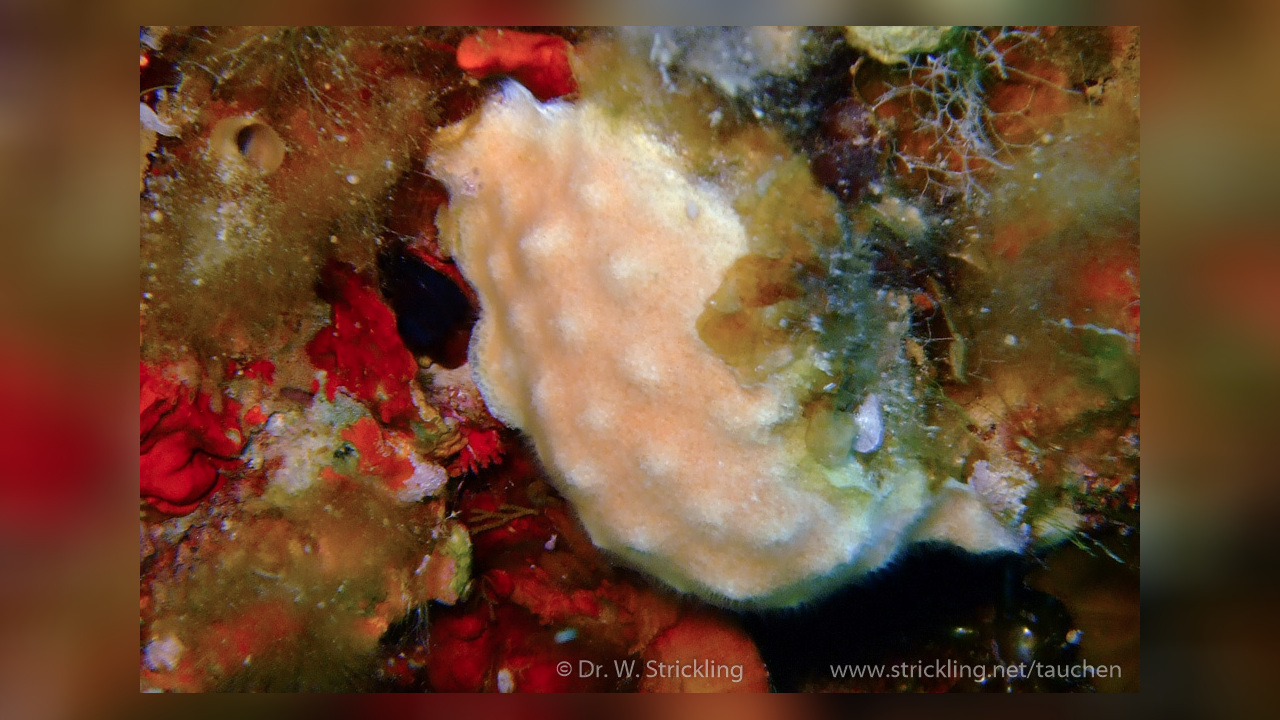 Disporella hispida Moostierchen