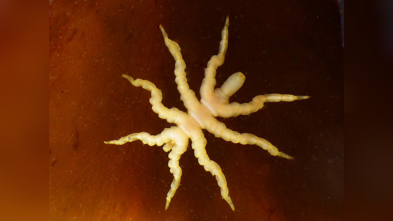 Pycnogonum stearnsi Asselspinne