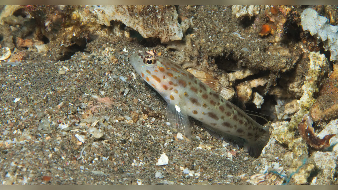 Ctenogobiops crocineus GoldstreifenGrundel