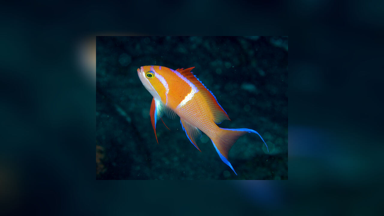 Pseudanthias leucozonus White bar anthias
