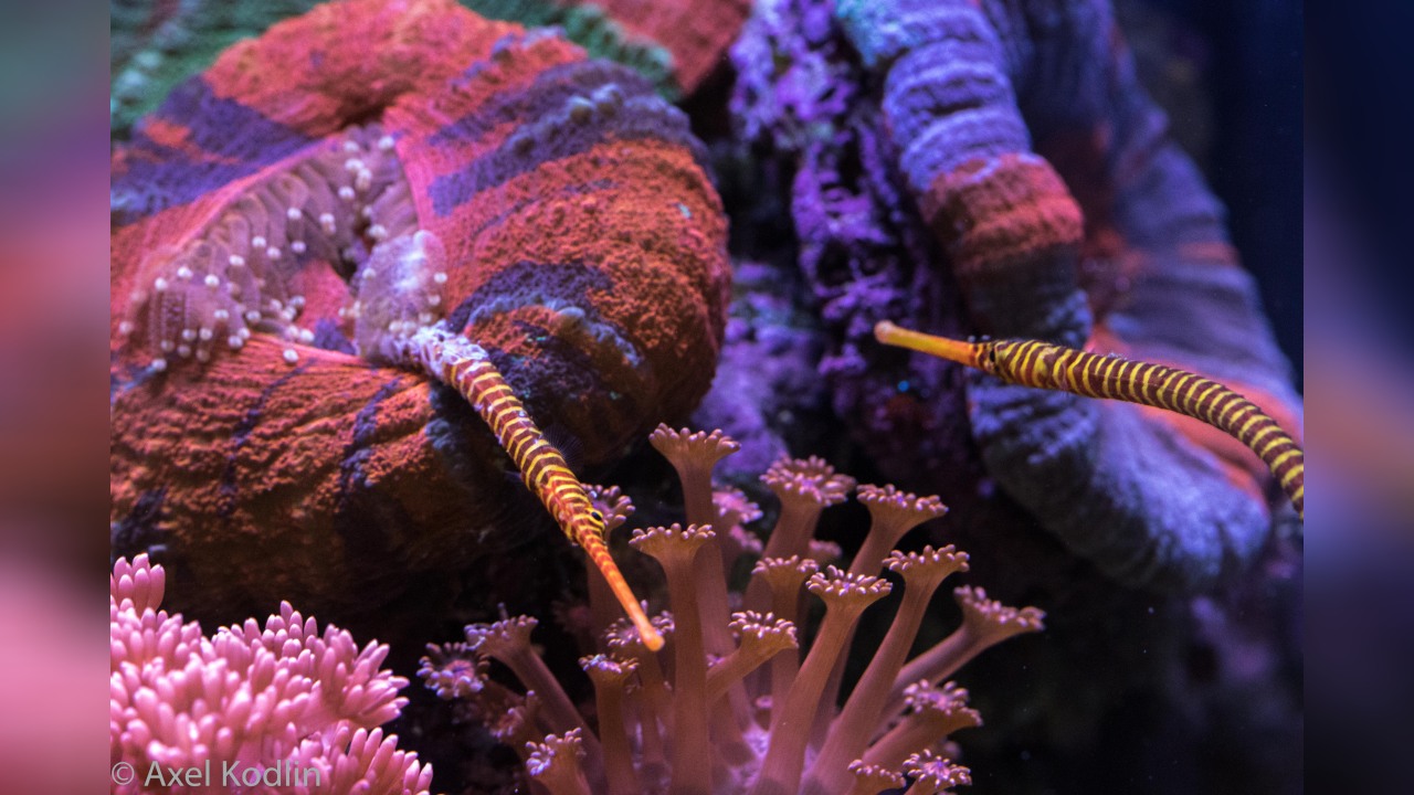 Dunckerocampus pessuliferus SuluSeenadel, GelbbandSeenadel
