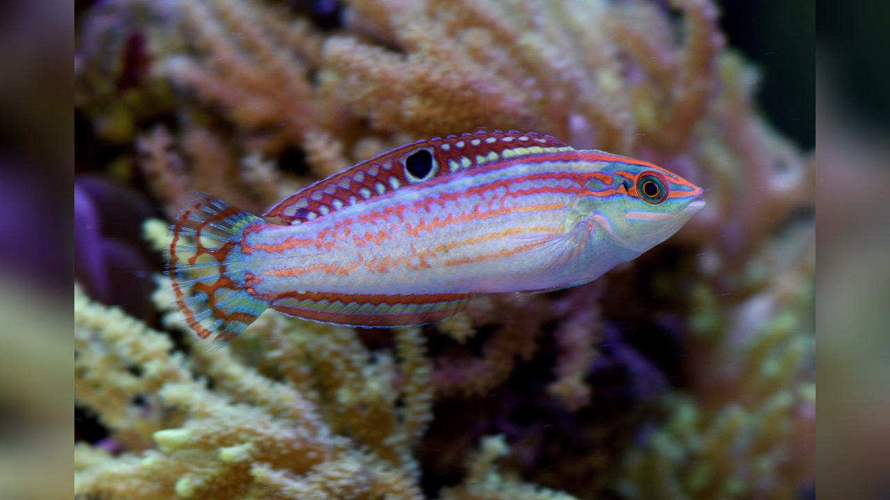 Halichoeres claudia Claudia's wrasse , Christmas Wrasse, Ornamented