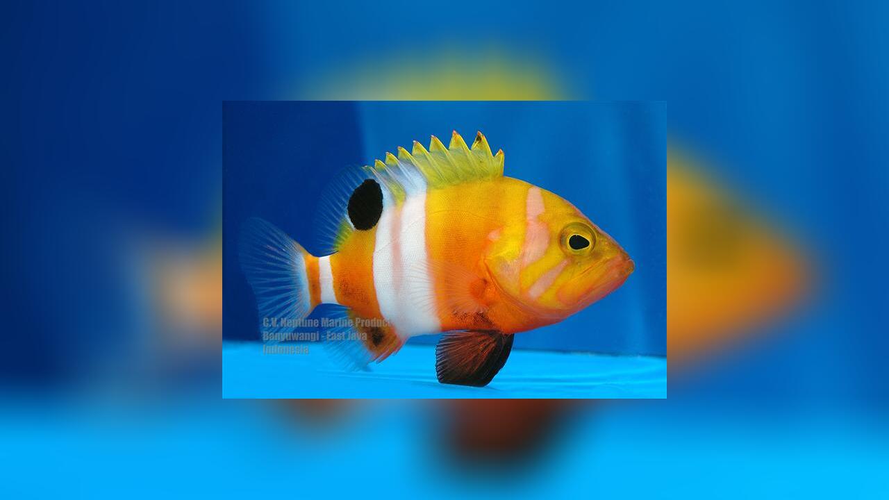 Cephalopholis igarashiensis Garish hind, Neptune Grouper, Deepwater