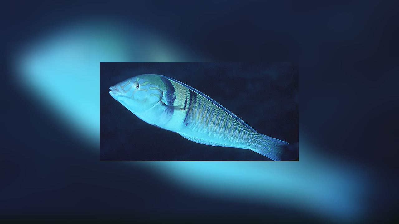 Hologymnosus doliatus Pastel ringwrasse, Candycane, Candy cane wrasse