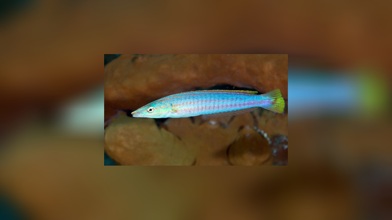 Hologymnosus doliatus Pastel ringwrasse, Candycane, Candy cane wrasse