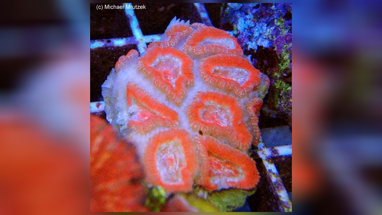 Micromussa amakusensis Großpolypige Steinkoralle