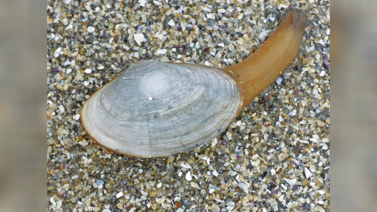 Mya arenaria Softshell clams