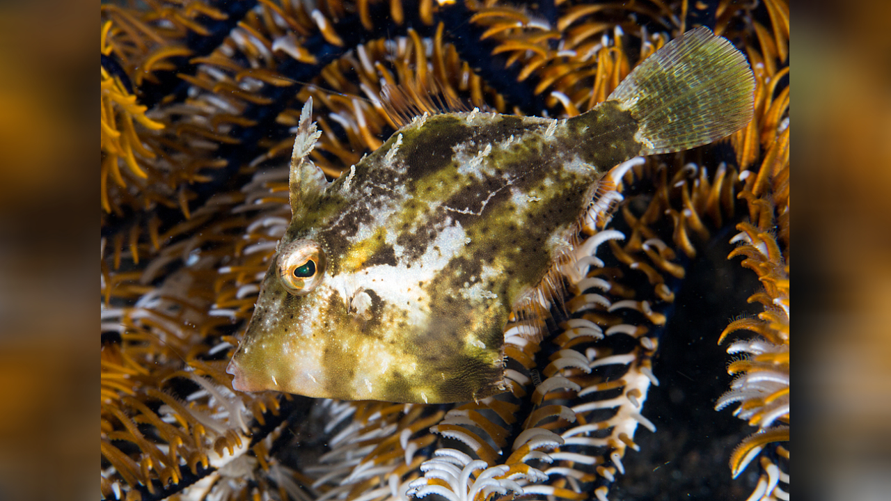 Japanese File Fish Paramonacanthus japonicus Hairfinned Leatherjacket, Japanese Filefish ...