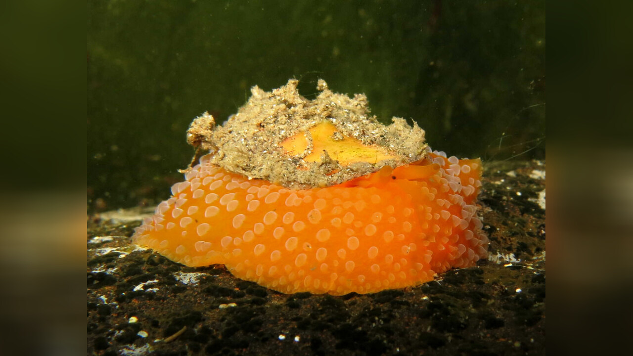 Umbraculum umbraculum Warzige Schirmschnecke