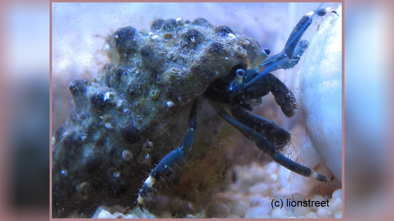 Clibanarius virescens WeißfußKüsteneinsiedlerkrebs