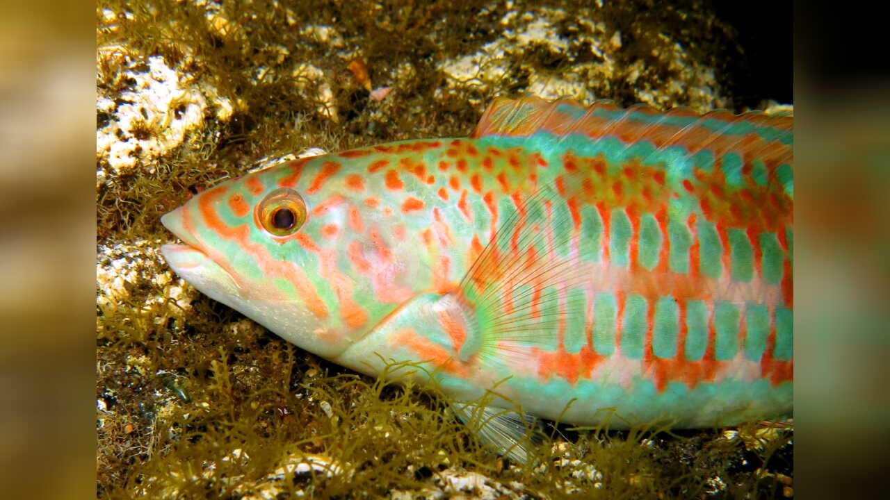 Thalassoma trilobatum Christmas wrasse, Ladder Wrasse