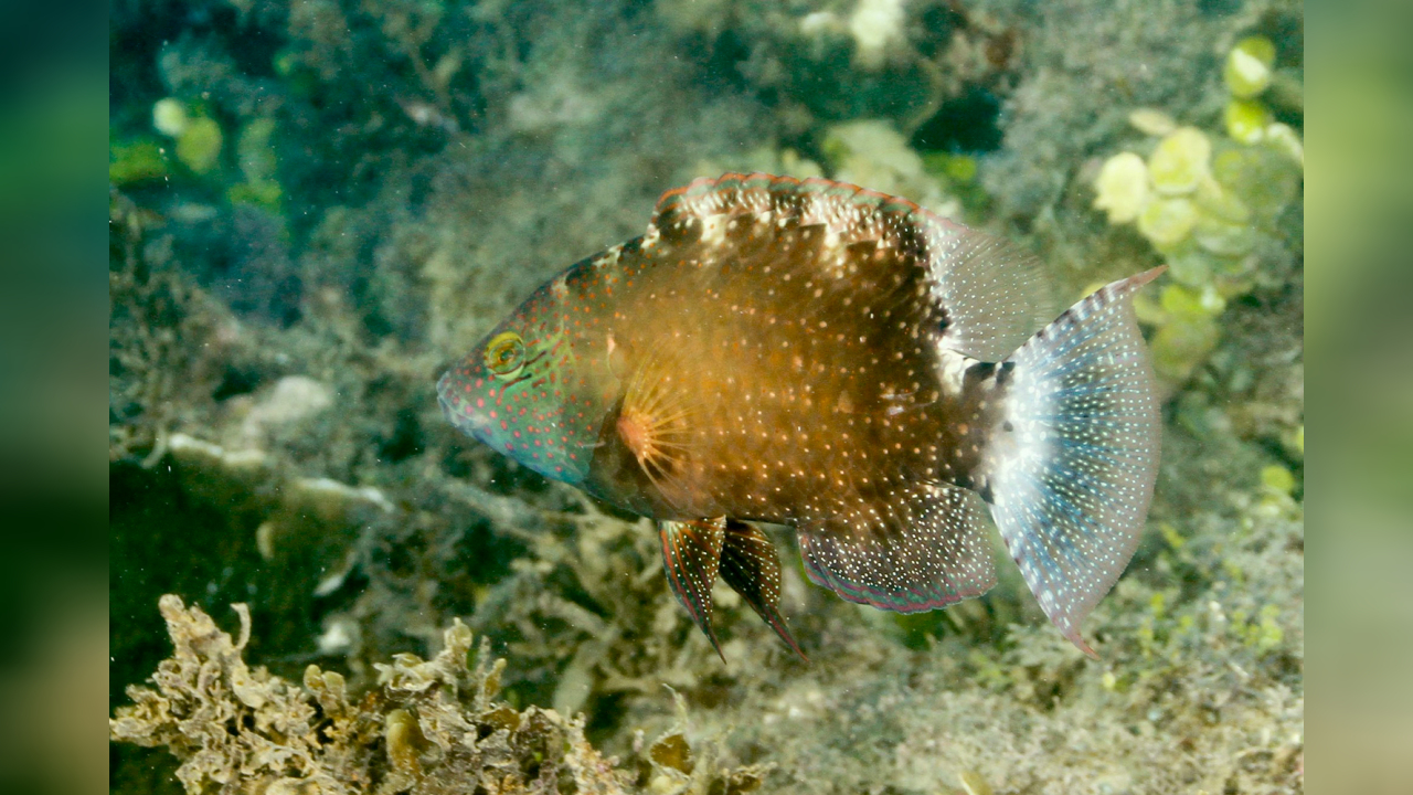 Cheilinus chlorourus Lippfisch