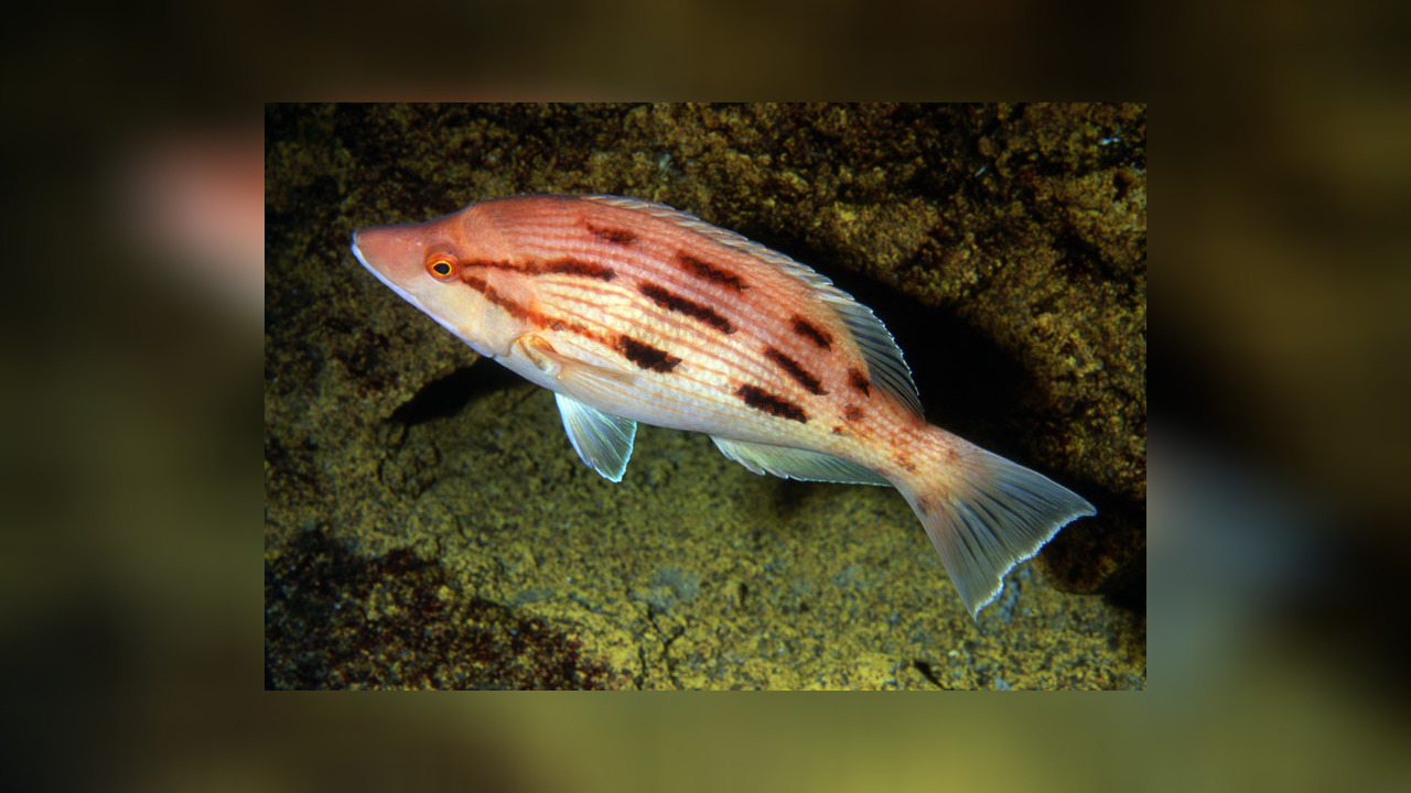Bodianus vulpinus Western pigfish, Red pigfish