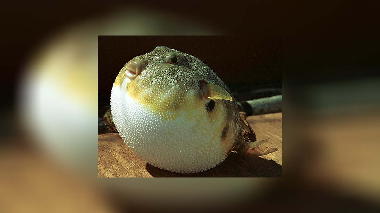 Sphoeroides maculatus Northern puffer, Puffer, Swellfish
