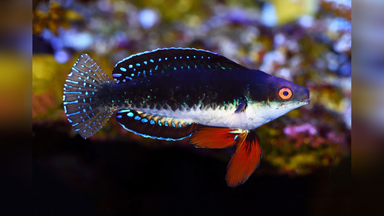 Cirrhilabrus hygroxerus Prachtlippfisch