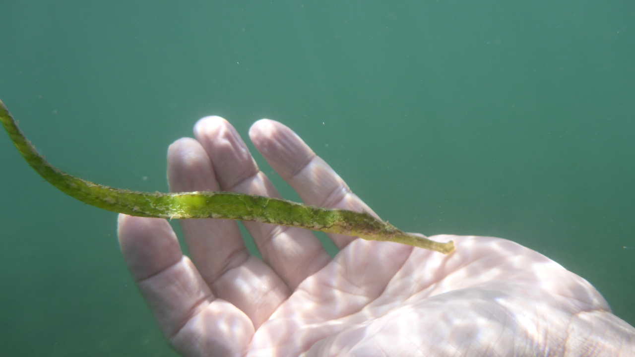 Syngnathoides biaculeatus Dreieckige Seenadel