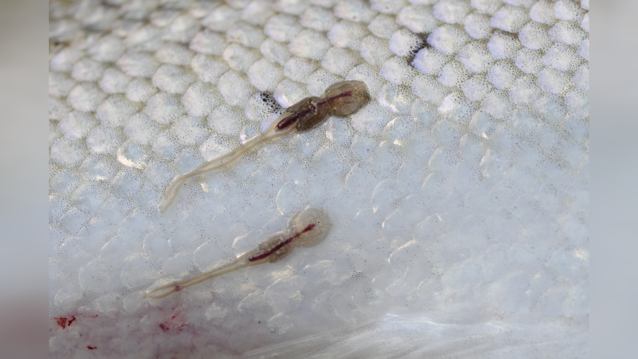 Lepeophtheirus salmonis salmonis Salmon louse, Sea lice